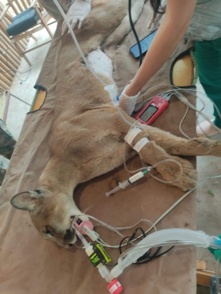 Este puma en plena asistencia médica de rutina.