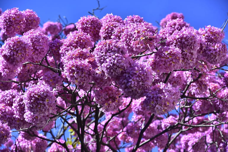 En este árbol se puede ver la gran cantidad de flores que juntó debido a que no hubo viento o lluvia que las echaran.