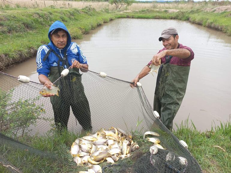 En seis meses con 500 a 600 gramos ya se puede disponer de los peces para el consumo.