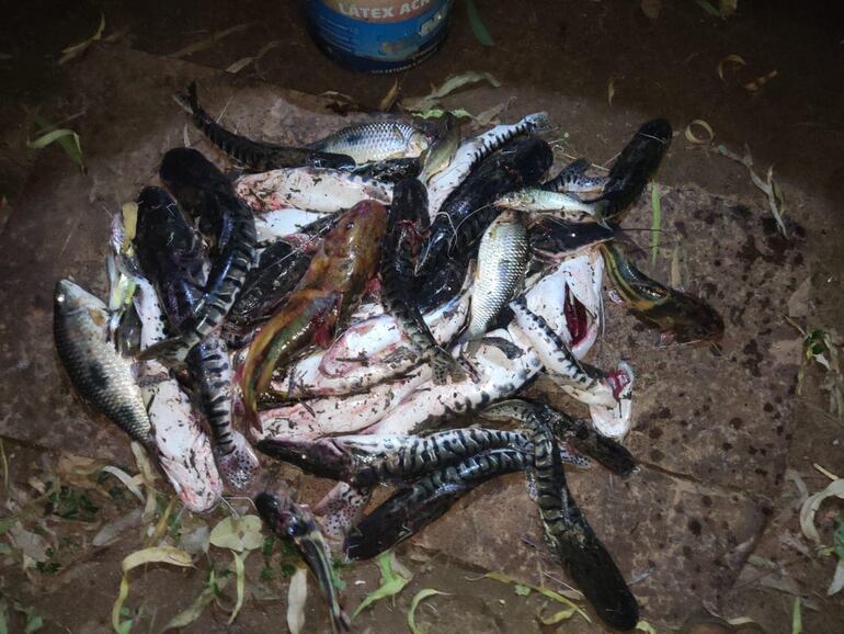 Los peces muertos que fueron sacados del cauce del río Pirapó.