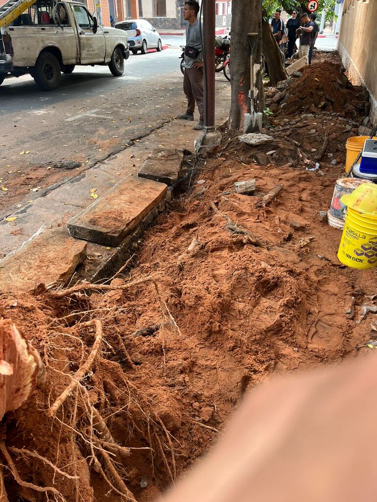 Trabajos de mejoramiento en la vereda de la Sindicatura General de Quiebras habrían afectado las raíces del árbol caído.