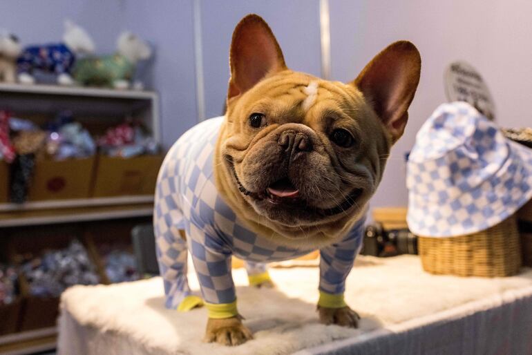 Su adaptabilidad y nivel de actividad los hace ideales para vivir en un departamento, menciona el veterinario Diego Dacak.