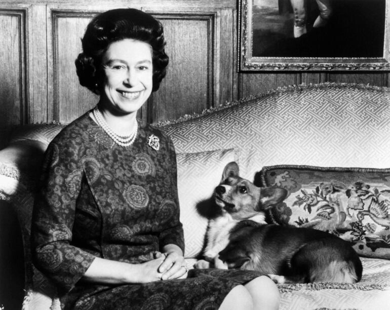 En esta foto de archivo tomada el 26 de febrero de 1970, la reina Isabel II posa con su perro Corgi.
Isabel II tuvo alrededor de treinta Corgis, pequeños perros que siguen siendo inseparables de su imagen.
