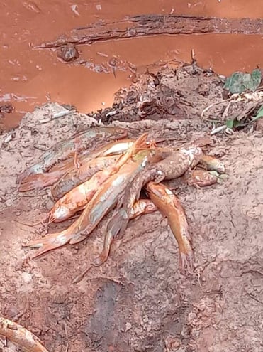 Peces muertos extraídos del arroyo Silva Cue, en la compañía Mangrullo del distrito de Paso Yobái.