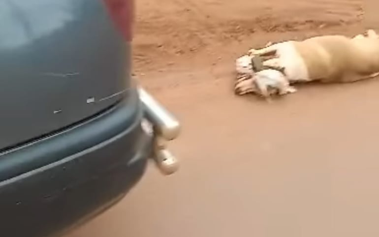 El video muestra al perro, prácticamente sin fuerzas, siendo arrastrado por el vehículo.