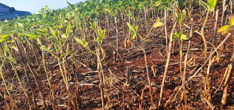 Pese al esfuerzo de los productores para optimizar los procesos, se requiere de mejores condiciones climáticas para los cultivos con oportunidad de recuperarse. Abc Color.