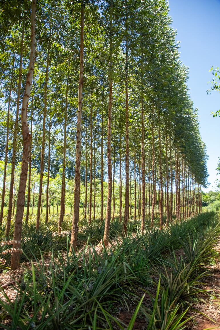 En Capiibary, mediante un proyecto de resilencia, comunidades campesinas mejoraron sus métodos de producción para luchar contra los efectos del cambio climático y mejorar su calidad de vida.