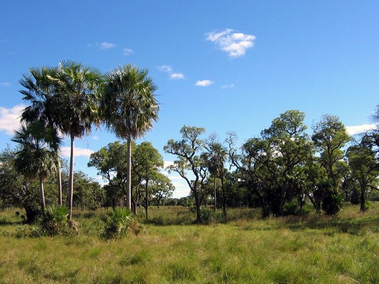 El Chaco boreal, tierra que atravesó Alejo García (Wikimedia Commons).