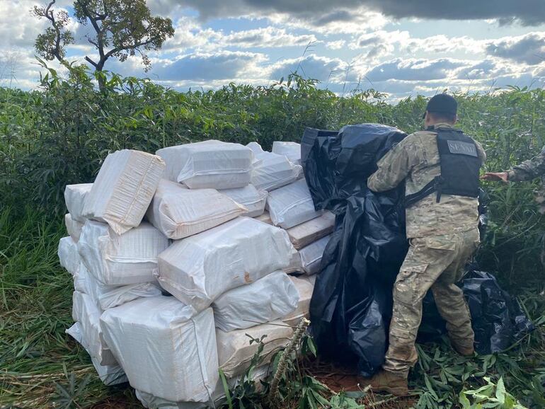 Un agente de la Senad retira la lona que cubría parte de la marihuana prensada, durante el operativo hecho en la colonia Estrella. 