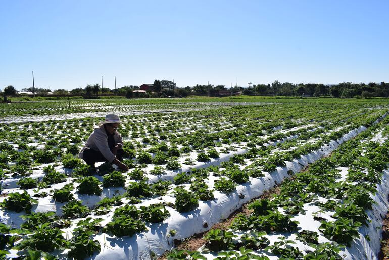 Esperanza Rolón, productora de frutilla y verduras de Areguá, manifestó que cada año invierten entre G. 10 a G. 15 millones, para poder cultivar.