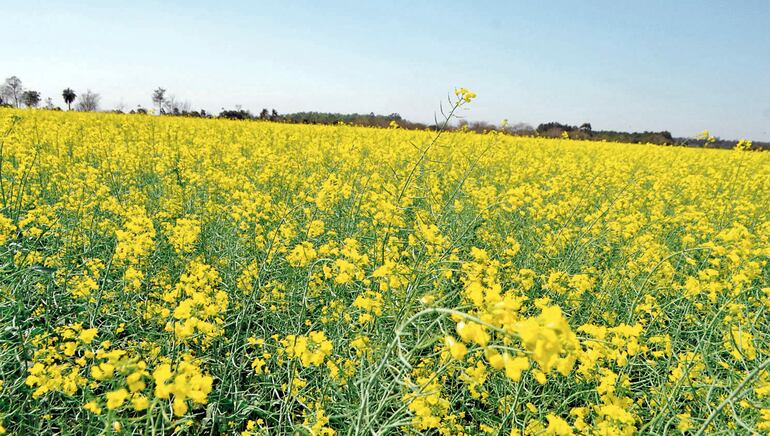 A partir de mediados de abril ya se considera época óptima para la siembra de canola.