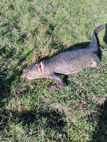 Denuncian caza indiscriminada de yacarés y carpinchos en Isla Ro´y, distrito de Villalbín.