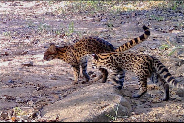 El tirica habita en el Bosque Atlántico. Este ecosistema se encuentra enormemente reducido en Paraguay, Argentina y Brasil. Foto: © alessandrorocha_eco – iNaturalist.