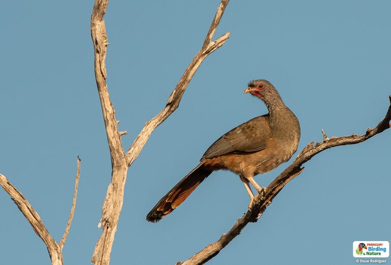 Jaku karaguata (Ortalis canicollis), fotografía gentileza de Oscar Rodríguez (Paraguay Birding & Nature), CON - Paraguay