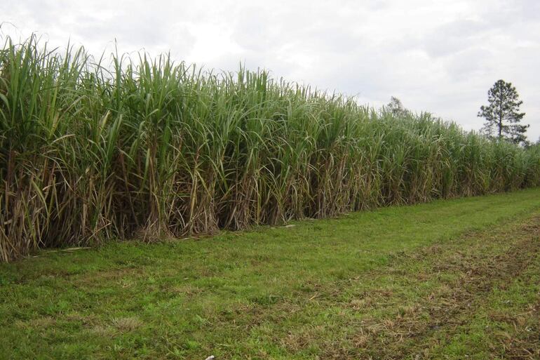 Los ediles departamentales acompañan a cañicultores de Paraguarí.