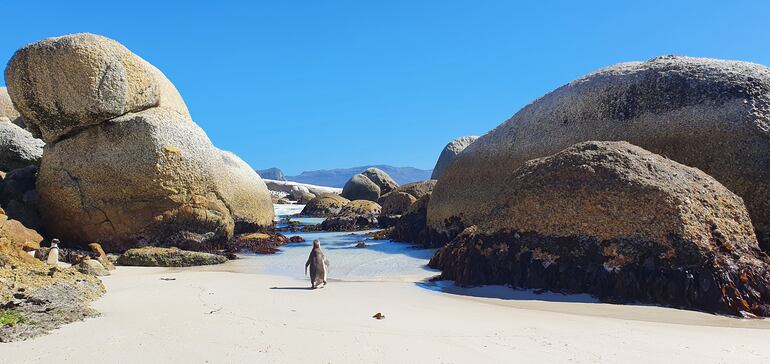 Pingüino en una playa de Ciudad del Cabo, Sudáfrica.