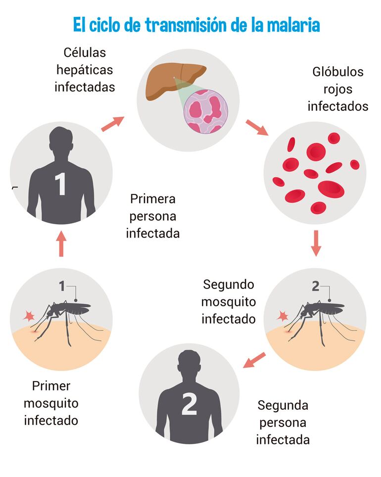 Así se da el ciclo de transmisión de la malaria.