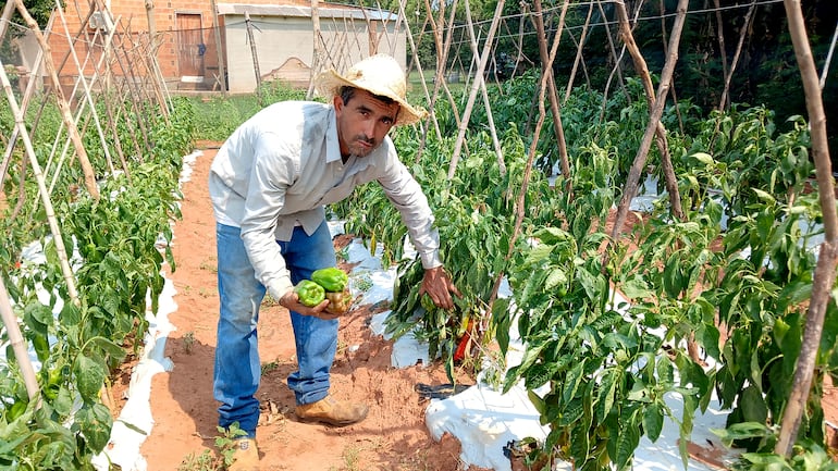 El productor de locote, Gustavo Benítez, muestra la producción de primera calidad que están a punto de perderse en su finca.