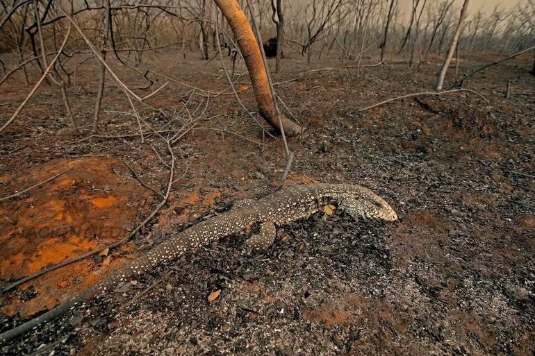 Un periodismo comprometido con el medio ambiente y la sostenibilidad.