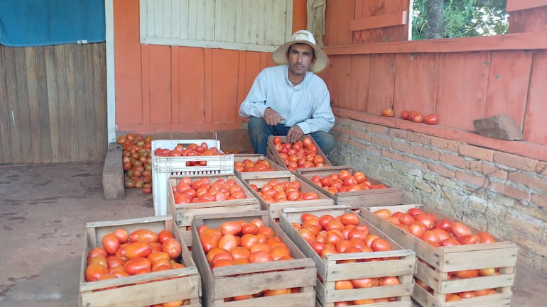 El productor Gustavo Benítez revisa los tomates de excelente calidad cosechados en su finca ya dispuestos en cajas.