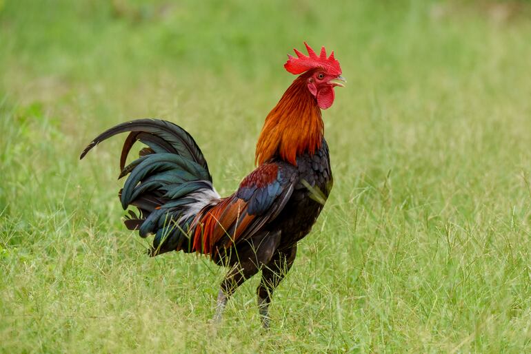 En términos coloquiales coquette proviene de aquello de "hacerse el gallito".