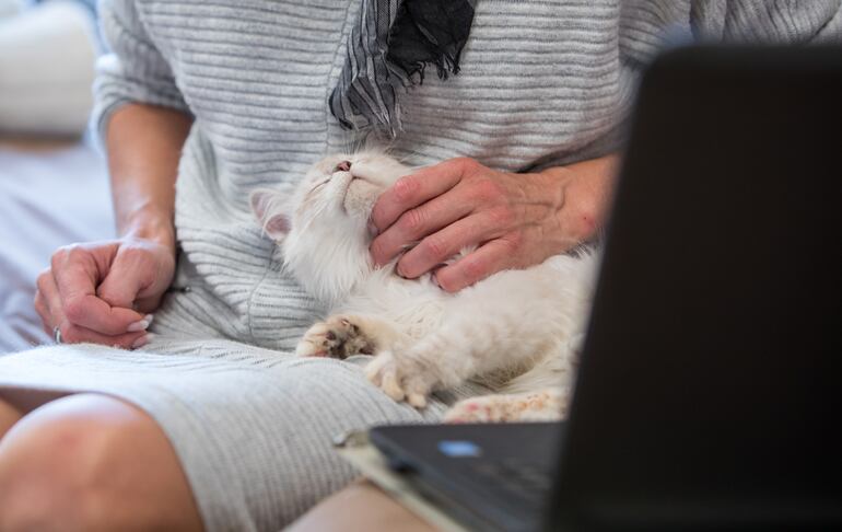 Generalmente menos estresante para las mascotas que una visita al veterinario: una videoconsulta.