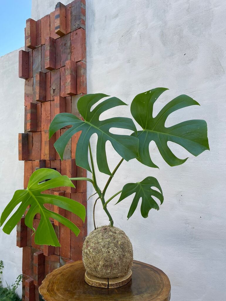 Costilla de Adán en kokedama.