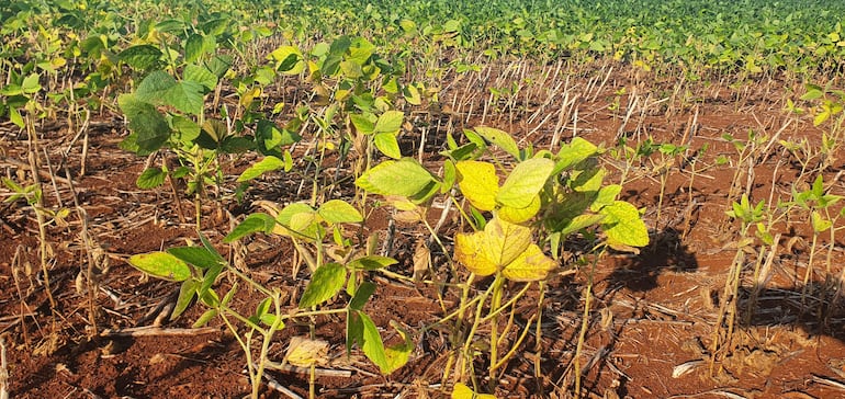 La falta de agua está afectando considerablemente a la soja en el campo.