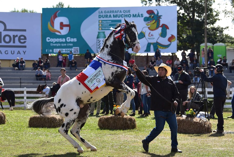 Uno ejemplar de la raza Appaloosa, encabritándose durante el desfile de los grandes campeones de la Expo 2023, en la 77 Exposición Nacional de Ganadería, en el predio de la Rural, en Mariano Roque Alonso. (Foto de Norberto Duarte / AFP)