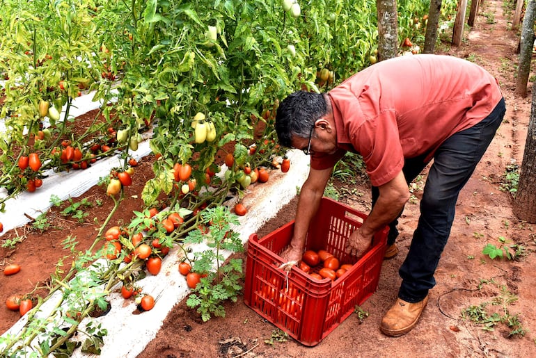 Productores de tomate ofertan a G. 3.000 el kilo en la Feria de la Agricultura Familiar.