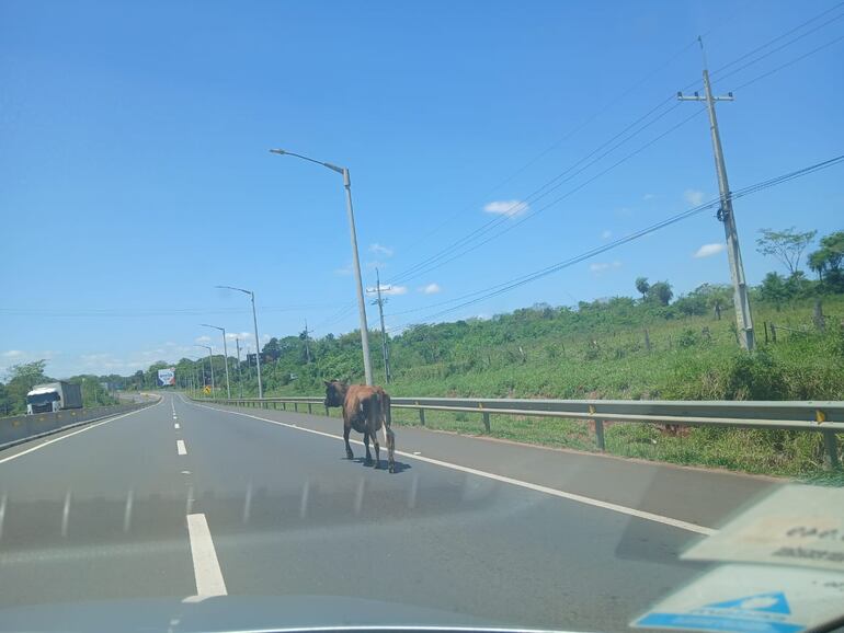 Un animal vacuno suelto en el km 128 de la Ruta Py 08, zona de Coronel Oviedo.