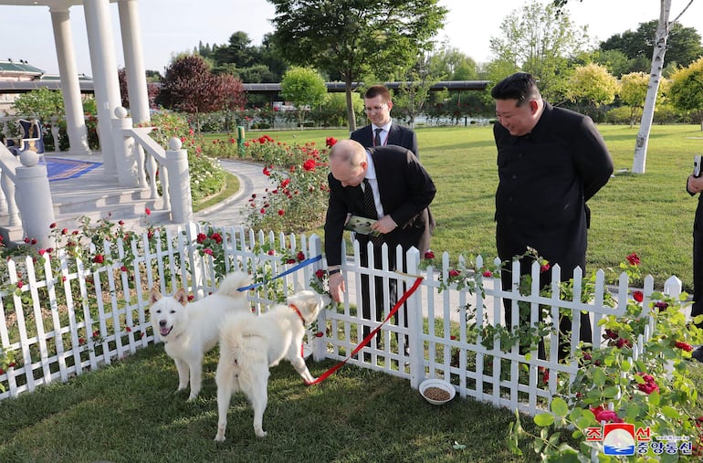 Foografía cedida por la agencia oficial norcoreana KCNA en la que se observa al presidente ruso Vladimir Putin recibir de obsequio dos perros pungsan.