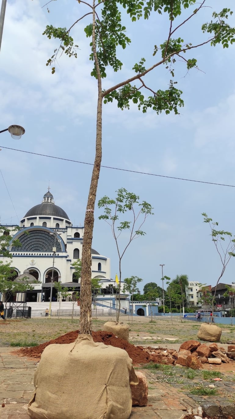 78 árboles nativos fueron plantados en la explanada de la Basílica de Caacupé