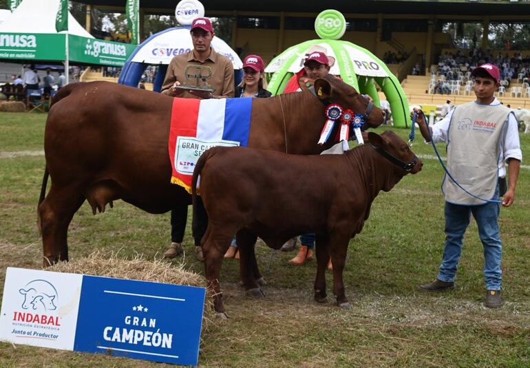 Gran Campeona Senepol,  RP 47, del albirrojo Tacuara Cardozo.