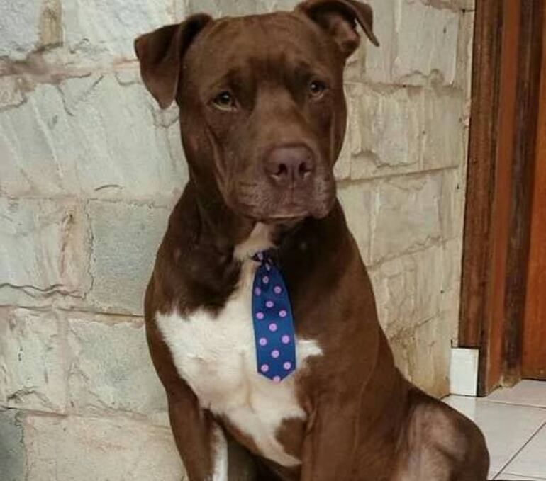 Tony, el perro pitbull que sobrevivió de milagro, tras recibir un brutal golpe en el cráneo.  