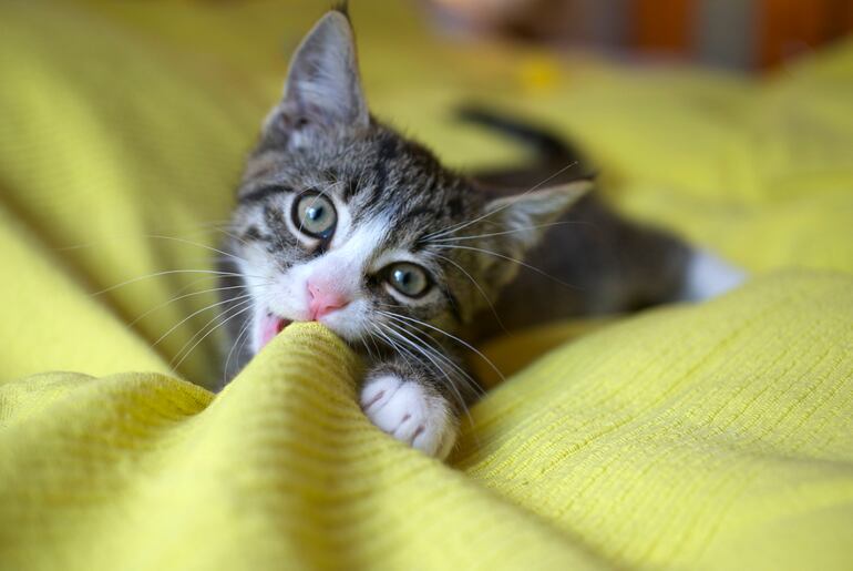 Si nota que su gato quiere limarse las uñas en el sofá, reconduzca su comportamiento de antemano.