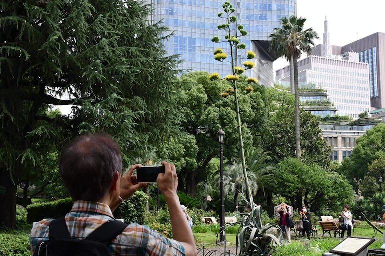 Una planta centenaria de agave, que se dice que florece solo una vez cada siglo, ha comenzado a abrir sus flores amarillas en el céntrico parque tokiota de Hibiya, donde ha atraído a numerosos japoneses y turistas.