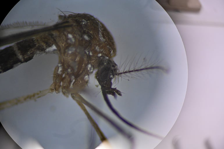 Fotografía del mosquito Aedes aegypti, responsable de transmitir el dengue, a través de un microscopio del Laboratorio de Parasitología Médica y Biología de Vectores de la Facultad de Medicina de la Universidad de Brasilia.