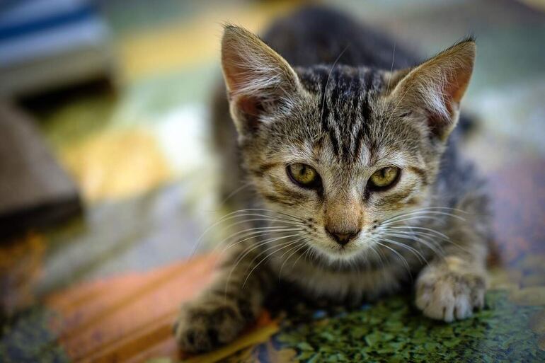 Las hormonas tiroideas son responsables del control de los procesos metabólicos, esta alteración provoca que los gatos que padecen de esta enfermedad quemen energía muy rápido y se observa pérdida de peso a pesar de que el gato ingiera mucho alimento y tenga buen apetito.