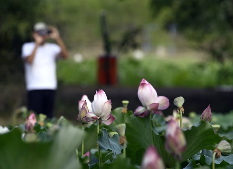 El loto es una de las pocas plantas que da frutos y tiene flores al mismo tiempo. Su presencia en Ñu Guasu atrae a la gente que no resiste la tentación de tomar unas fotos.