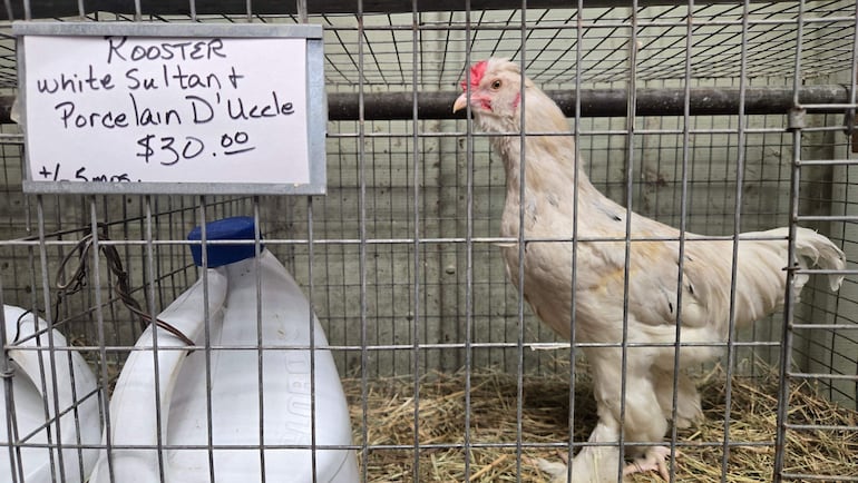 Un gallo en venta se encuentra en su jaula en la tienda Wabash Feed & Garden en Houston.