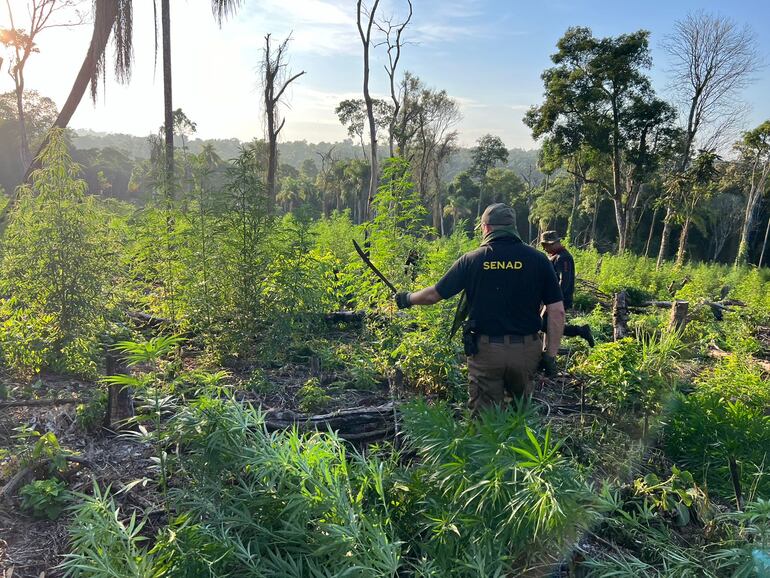 Agentes de la Senad cuando incursionaban en el campo de cultivo de marihuana.