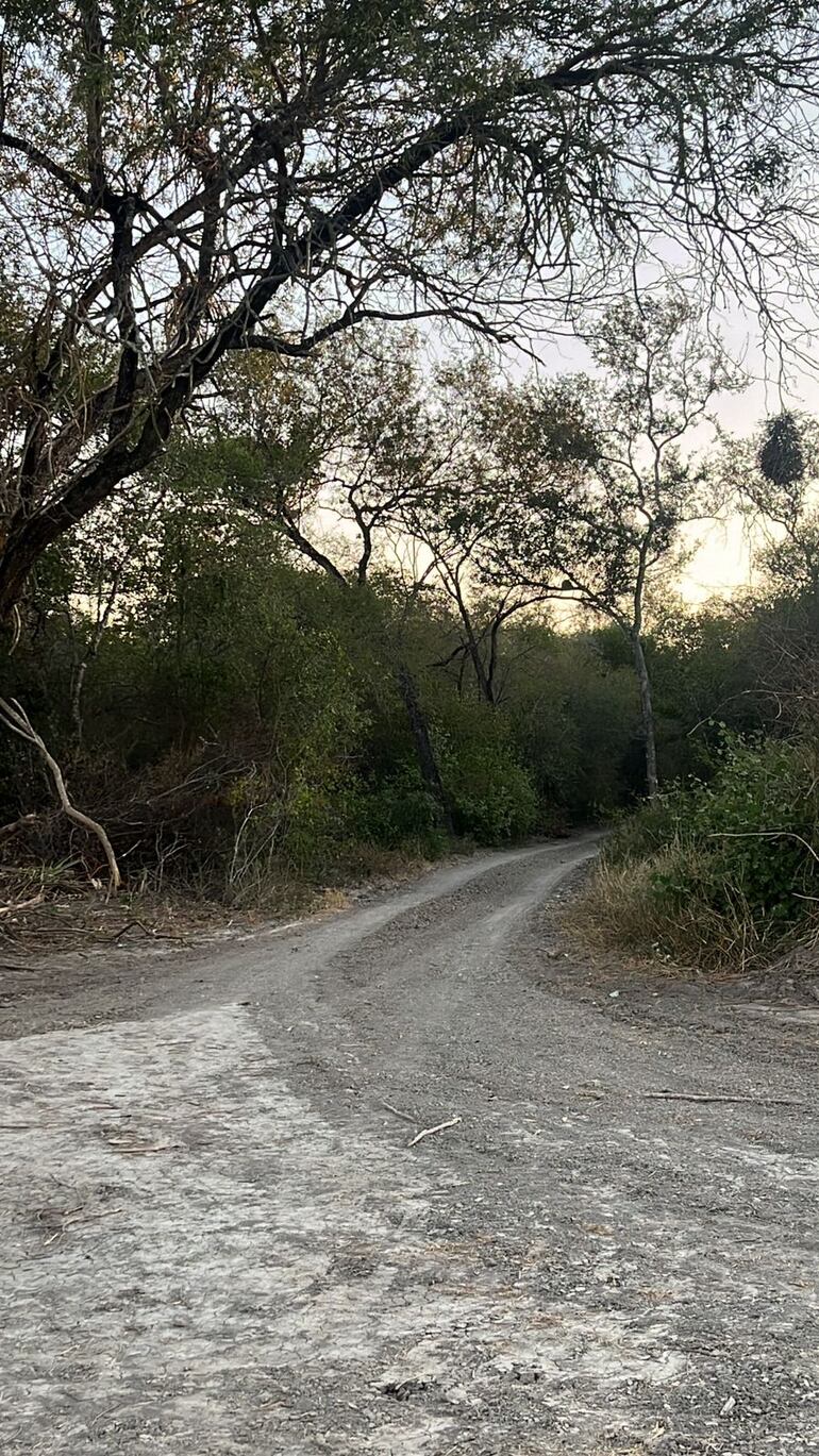 Zona de la picada, cerca del área de tala en Bahía Negra. (gentileza de la Fiscalía).