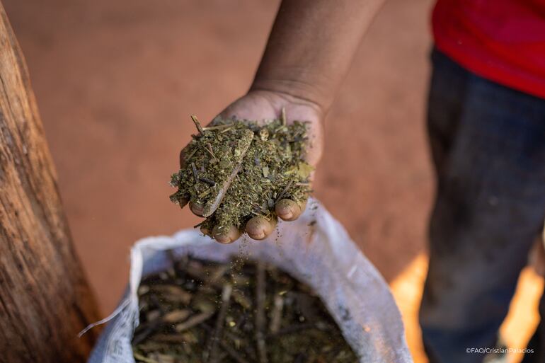 DE USO EXCLUSIVO PARA EL ESPECIAL. Miembros de la comunidad indígena Ka ́aty Miri San Francisco, ubicada en Caapibary, San Pedro, a unos 240 kilómetros de Asunción. Los integrantes logran salvar sus cultivos de yerba y plantaciones de variados productos para venta y autoconsumo, en medio del avance del monocultivo de soja, el uso de venenos dañinos y la cruda sequía que afecta a la zona.