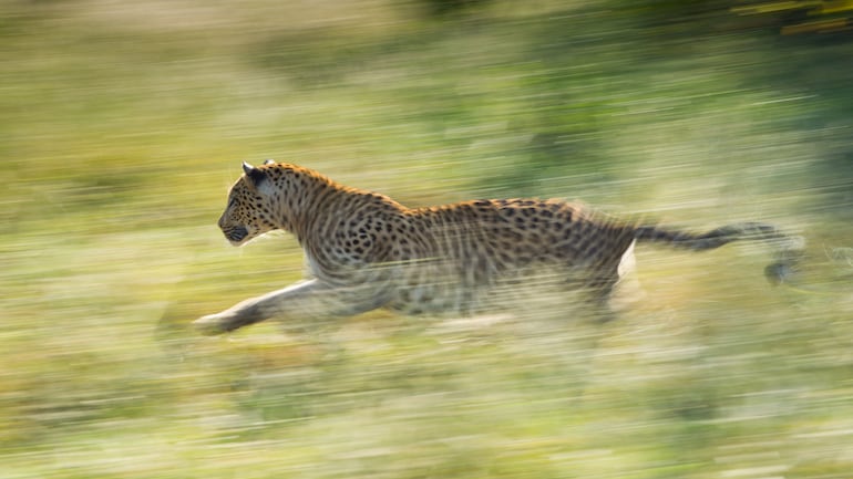 Leopardo corriendo.