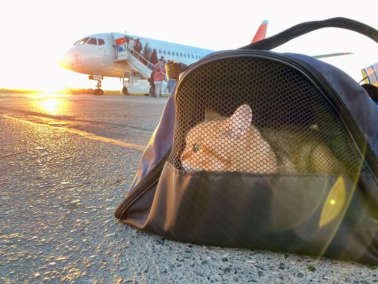 El medio de transporte elegido puede tener un impacto significativo en el bienestar de tu mascota durante el viaje.