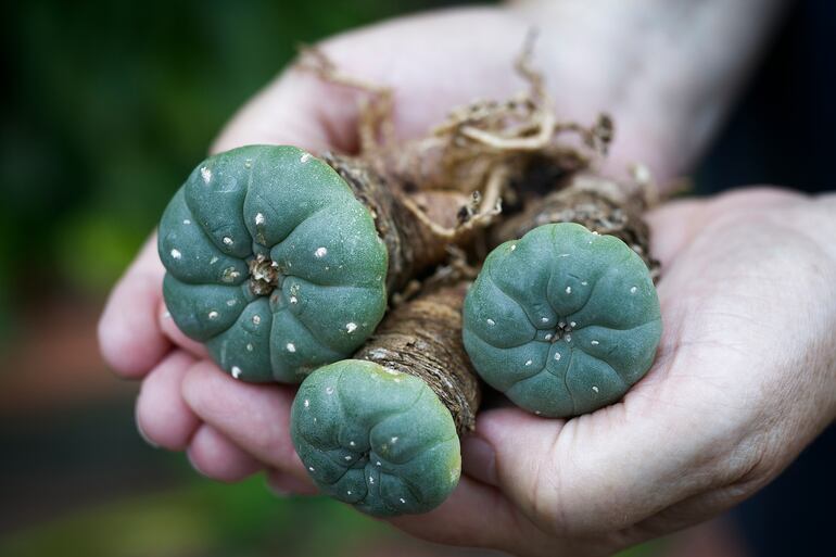 Peyote (Lophophora williamsii).