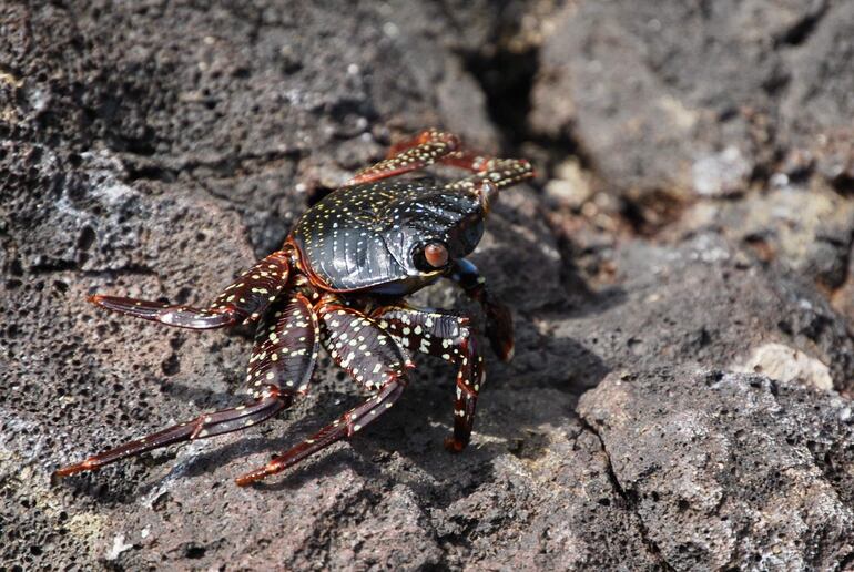 Una zayapa, también conocido como cangrejo rojo de roca (grapsus grapsus),  en la bahía Tijeretas de la isla San Cristóbal, la más oriental de las Islas Galápagos (Ecuador). 
