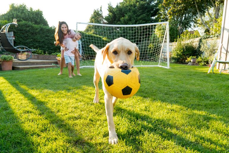 Los partidos de fútbol en la televisión son una cadena de movimientos y sonidos. Aunque los perros pueden interesarse por el movimiento del balón o el alboroto de la audiencia, no entienden el propósito del juego.