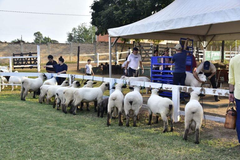 La Expo 2023 es la primera en la que todos los animales menores, ovinos y caprinos, fueron ingresados por primera vez con "Cota", certificado de origen de tránsito animal, implementado desde este año por el Senacsa en forma obligatoria. 